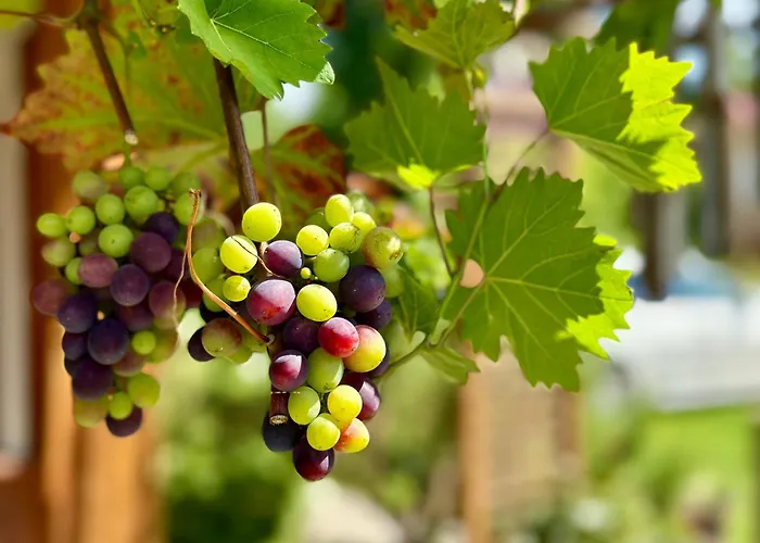 Seezeit & Romantisches Baumhaus شتوركو